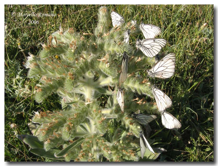 Gli istinti gregari dell''Aporia crataegi